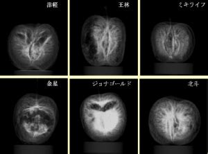 赤外画像による果樹の葉中水分量の推定 